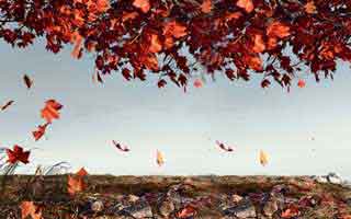 MicroStrategy: The Bitcoin Bet – Stock Price, Earnings, & What They're NOT Telling You