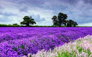 MicroStrategy: The Bitcoin Bet – Stock Price, Earnings, & What They're NOT Telling You